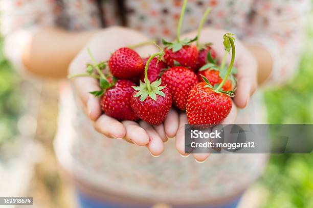 Closeup Of A Womans Hands Holding Out Strawberries Stock Photo - Download Image Now