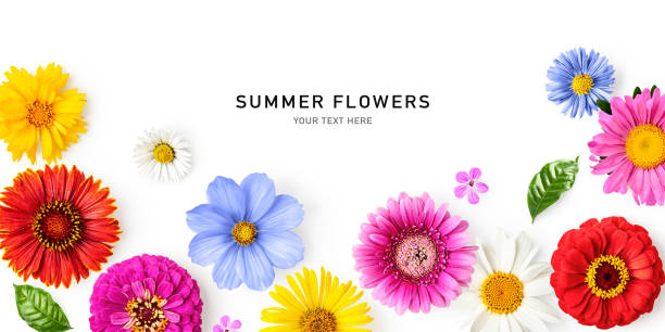 istock Beautiful colorful summer flowers frame border isolated on white background 1629193655