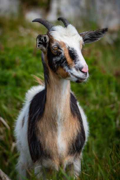 istock Wild mountain goats in northern Spain 1629210017