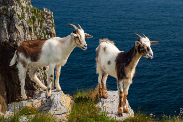 istock Wild mountain goats in northern Spain 1629210550
