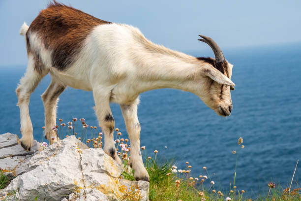 istock Wild mountain goats in northern Spain 1629211149