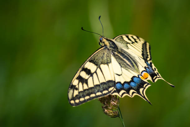 istock Beautiful butterfly in the garden 1629211162