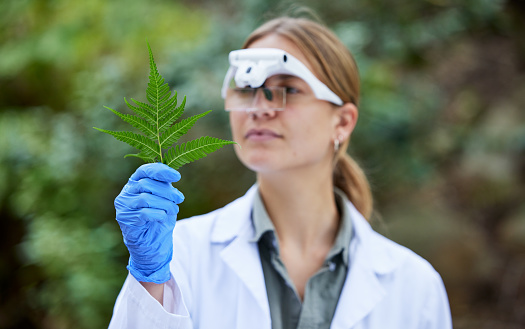 Science in forest, analysis and woman with leaf, studying growth of trees and sustainable plants in nature. Ecology, green leaves and research in biology, scientist with glasses and test inspection.