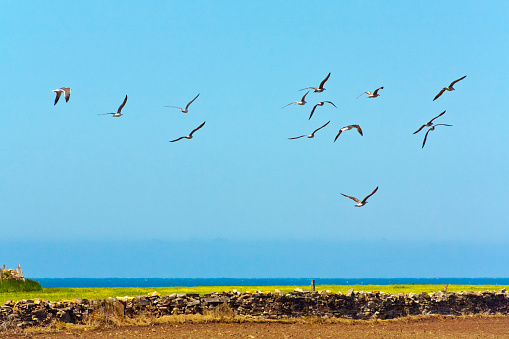 Flock of birds, outlined seagulls flying over coastline, agricultural fields  . Horizon in the background. Barreiros, A  Mariña, Lugo province, Galicia, Spain.