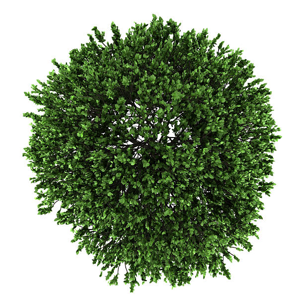 istock top view of american elm tree isolated on white background 162922347