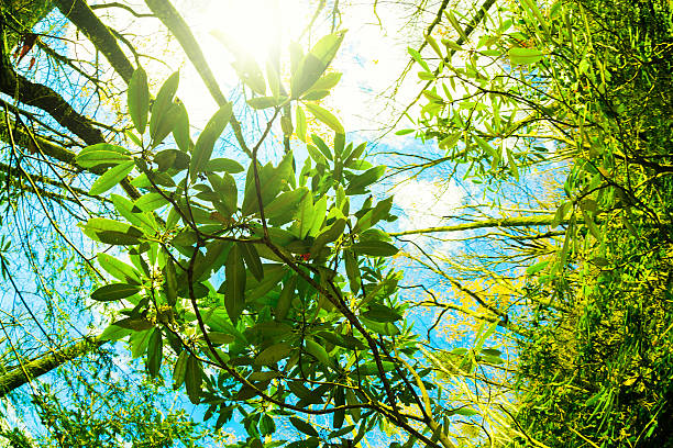 rougeoyer vert forêt - great smoky mountains flash photos et images de collection