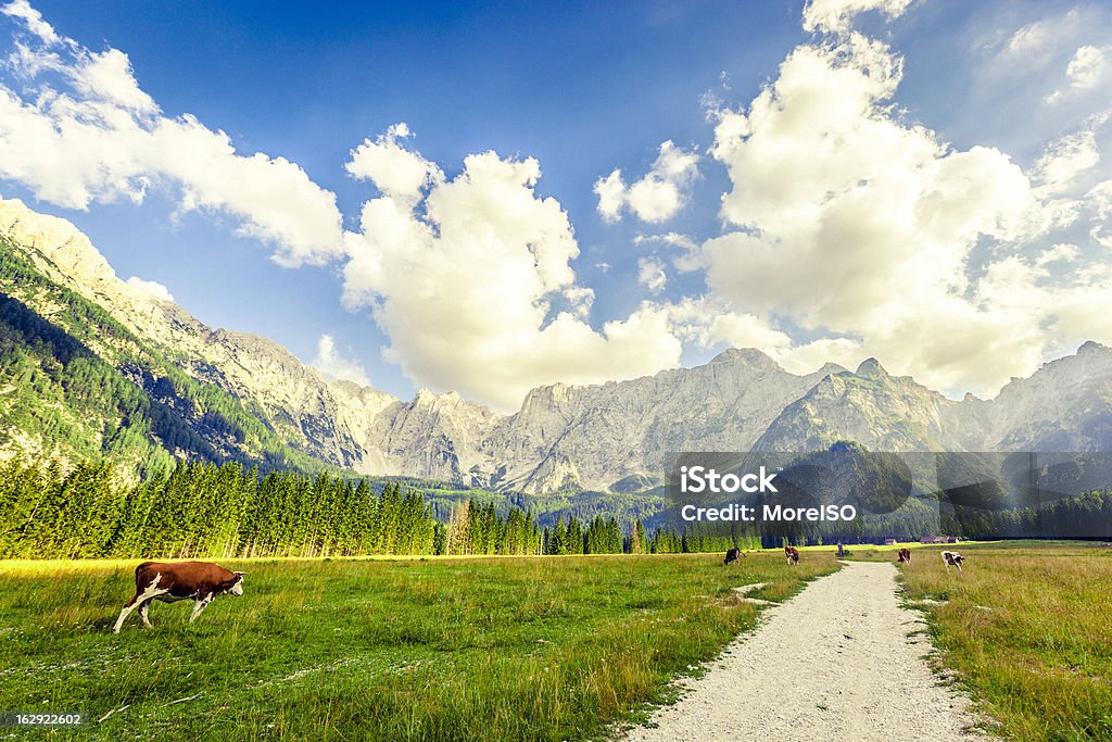 Pasto nos Alpes - Royalty-free Alpes Europeus Foto de stock