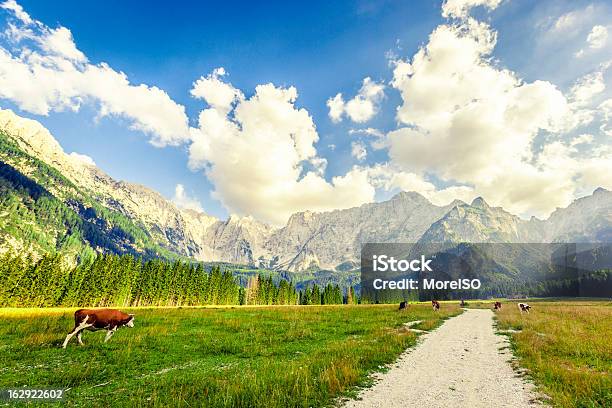 Pasto Nos Alpes - Fotografias de stock e mais imagens de Alpes Europeus - Alpes Europeus, Animal, Ao Ar Livre