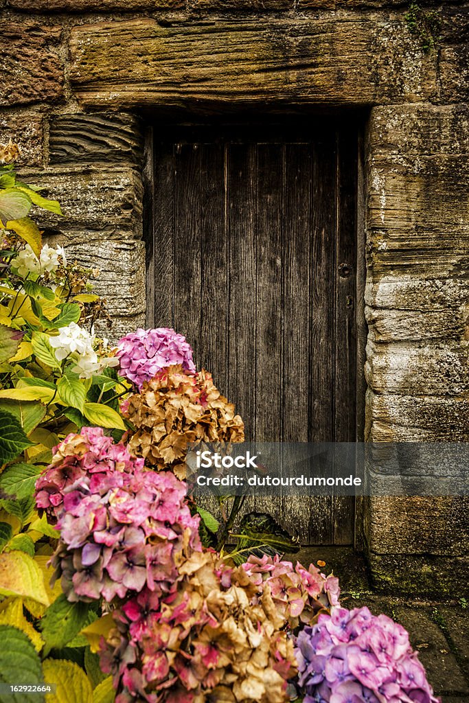 Zabytkowe drewniane drzwi i hortensia - Zbiór zdjęć royalty-free (Drzwi)