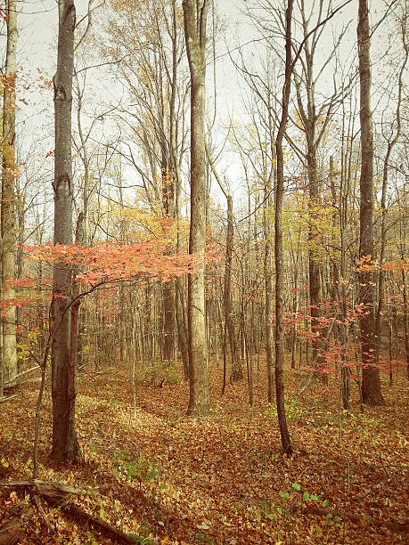 floresta de outono - great smoky mountains great smoky mountains national park tree group of objects - fotografias e filmes do acervo