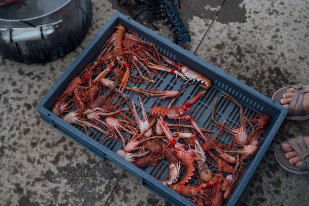 An overhead shot of a plastic tray filled with langoustines and munida rugosa lobsters that have been caught that day in Torridon, Scotland. In the frame is the edge of a large metal pan and someones sandal-clad feet.