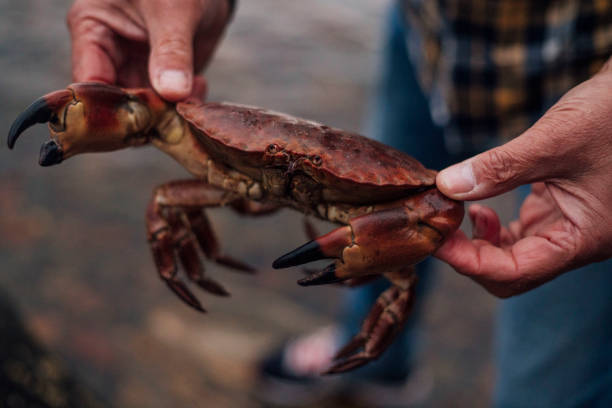 A close-up shot of an unrecognisable man holding a large crab on the shore of a sea loch in Torridon, Scotland. It has been caught that day whilst out in the fishing boat, and the man is about to release it back into the water.
