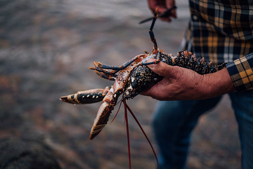 A close-up shot of an unrecognisable man holding a lobster on the shore of a sea loch in Torridon, Scotland. It has been caught that day whilst out in the fishing boat, and the man is about to release it back into the water.