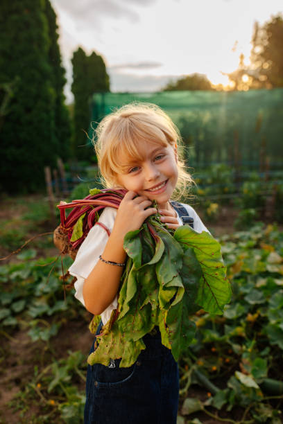 Happy little girl carrying freshly dug up beet Little happy girl holding fresh beet that she just dug out of her parents organic garden, and se is smiling and feeling proud greenhouse nightclub nyc photos stock pictures, royalty-free photos & images