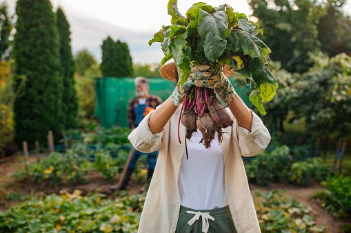 A woman wearing multicolored garden gloves holding up her beet and showing them to the camera while her father works in the background