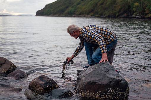 A close-up shot of a senior adult male releasing a lobster back into the water on the shore of a sea loch in Torridon, Scotland. It has been caught that day whilst out in the fishing boat, and the man is leaning on a rock whilst he puts it back in the water.
