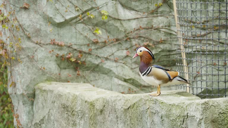 quail in water