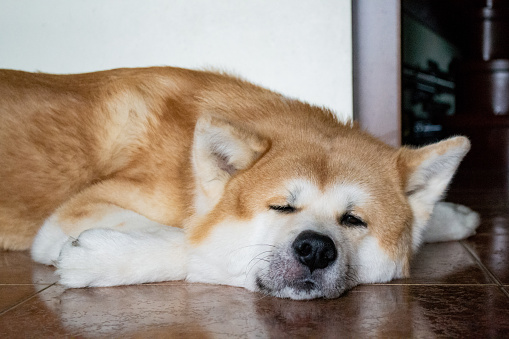 A large dog of the Akina Inu breed lies relaxed on the floor and squints with one eye at the camera.