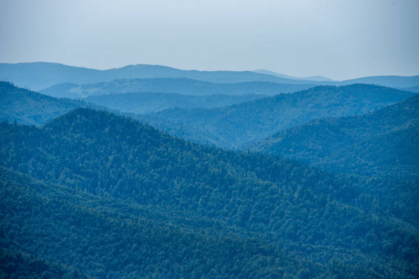 istock Coniferous forest in the mountains 1629257088