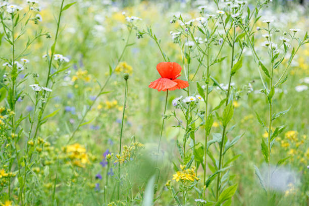 beautiful poppies among the field close-up
