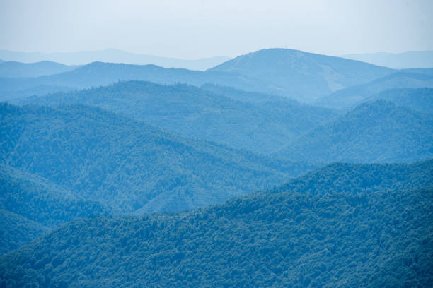 istock Coniferous forest in the mountains 1629259211