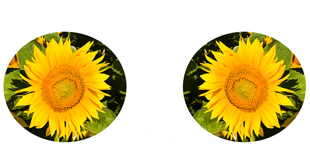 Bright sunflower flower on the background of a green field. Free space for text. Wide photo. ollage.