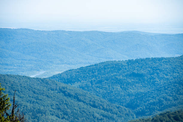 Mountain forest scenery on sunny day
