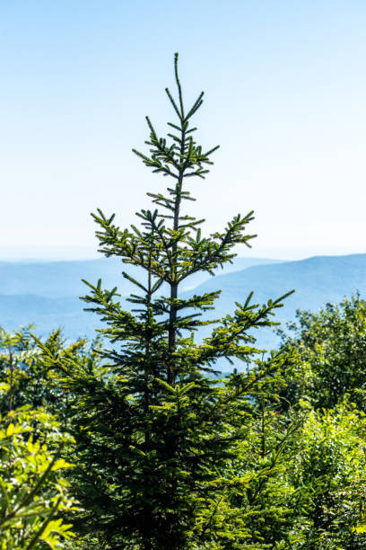 istock Coniferous forest in the mountains 1629262853