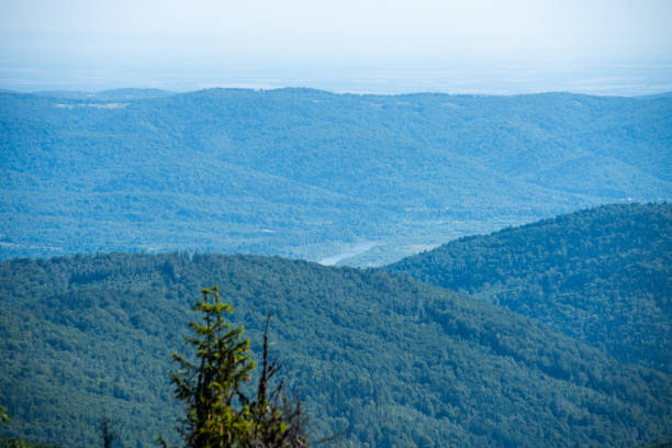 istock Coniferous forest in the mountains 1629264794