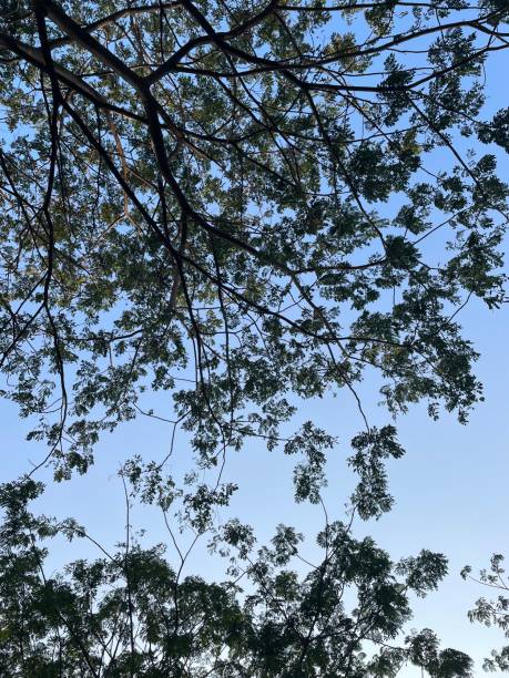 Puncak, Indonesia ' August 06 2023: A photo of tree with many branch and leaf taken with smartphone from below
