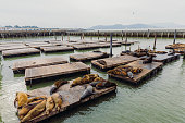 Group of Sea Lion at Pier 39 in San Francisco, California