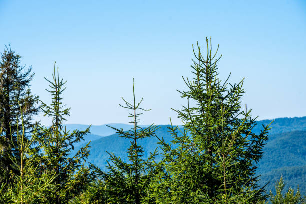 istock Coniferous forest in the mountains 1629266453
