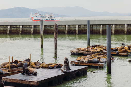 Large group of seals relaxing on wooden deck at the pier of Fisherman's Wharf in San Francisco downtown district, the United States