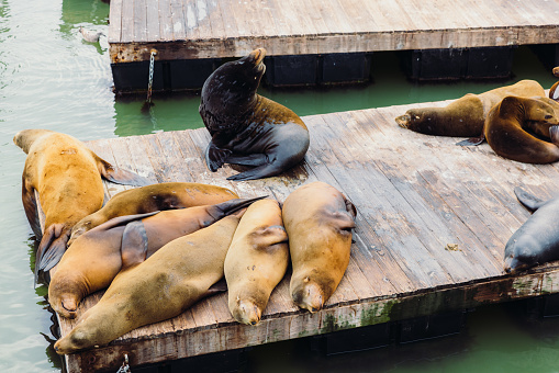 Group of sea lions resting on platforms at Pier 39 of Fisherman’s Wharf in San Francisco.