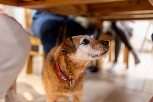 Patterdale Terrier Looking for Food