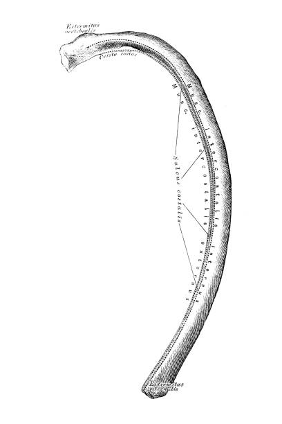 Human Rib Identification 340+ Parts Of The Rib Cage Drawing Stock Photos, Pictures & Royalty ...