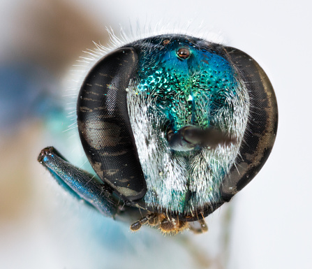 Blue wasp, alien insect super macro view