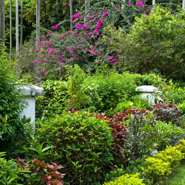 istock Botanical garden with rare exotic trees. 1629277209