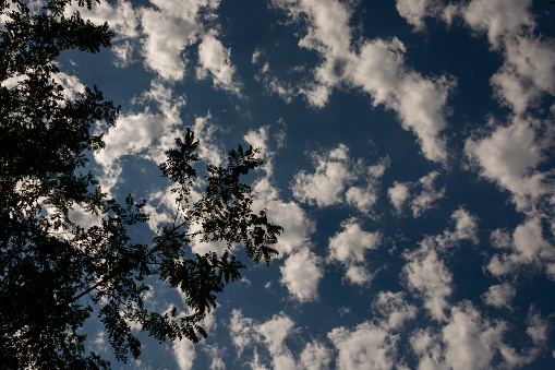 Tree under vivid cloud sky