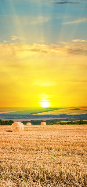 istock A field with haystacks on an autumn evening . Vertical photo. 1629292734