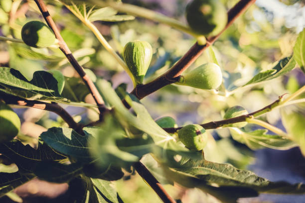 young figs growing on a tree