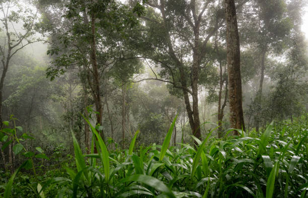 istock Picture of the Primitive Forest on a Rainy Day 1629299327