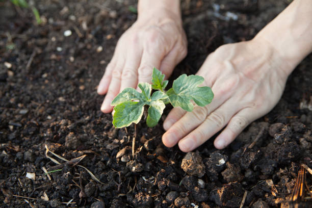 istock planting young watermelon plants by hand 1629299877