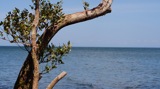 Mangrove trees grow along the side of the sea. POV