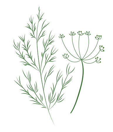 Dill plant, hand drawn vector illustration in flat design