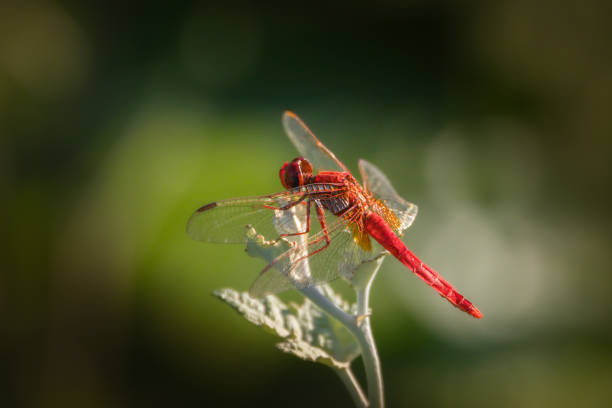 dragonfly close up in the morning light