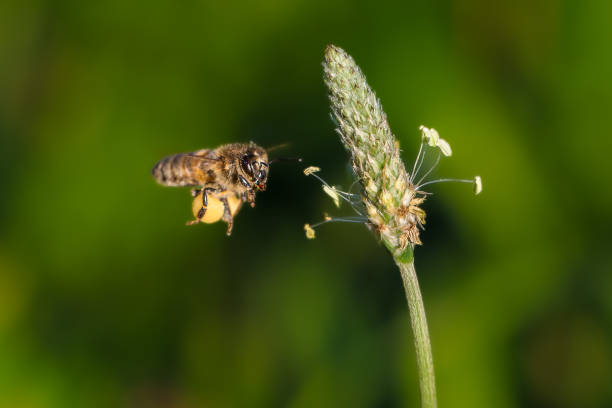 istock wasp close up in the morning light 1629315665