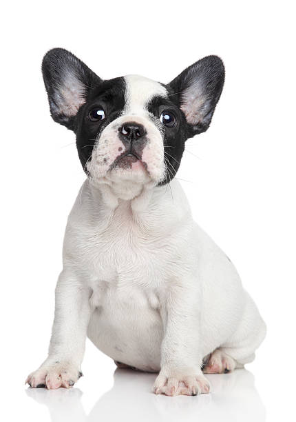 istock French bulldog puppy 162931638
