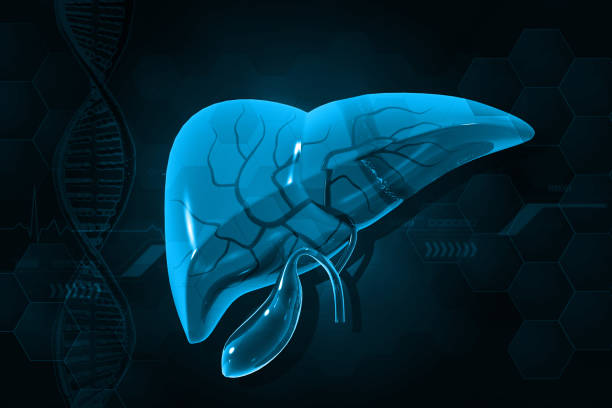 Human liver anatomy on blue color background. 3d illustration