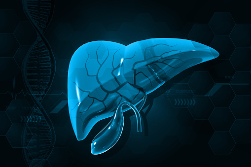 Human liver anatomy on blue color background. 3d illustration